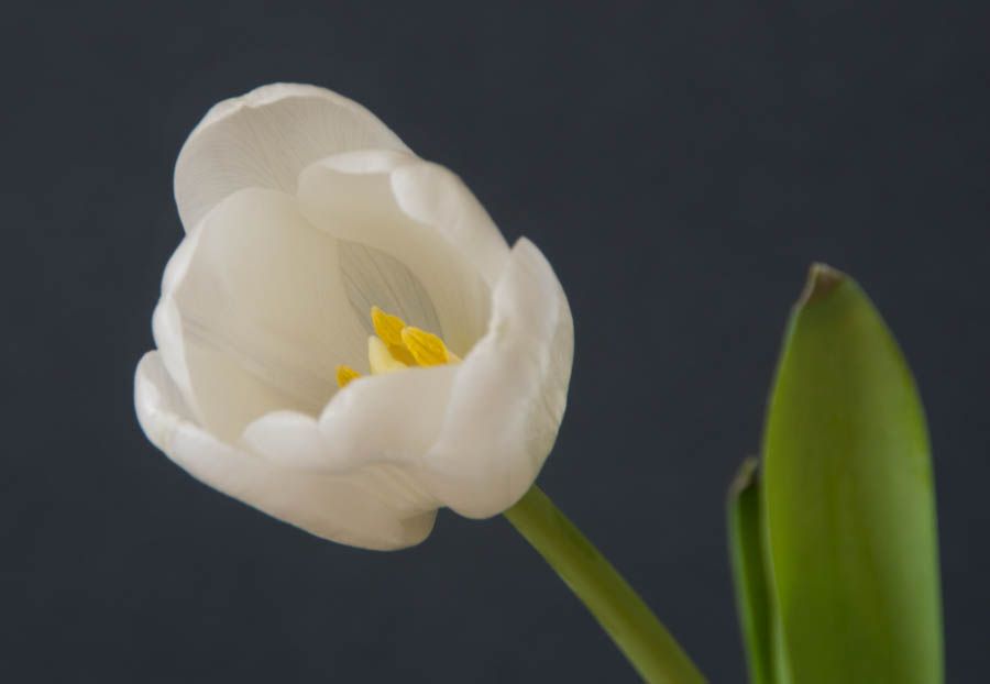 Fotografie