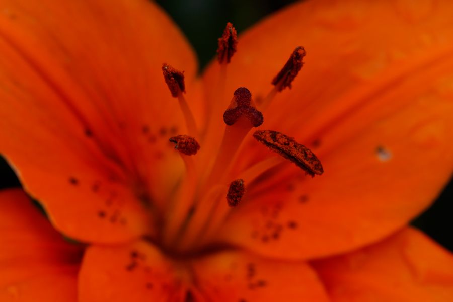 Fotografie
