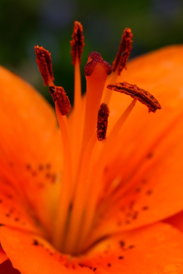 Fotografie