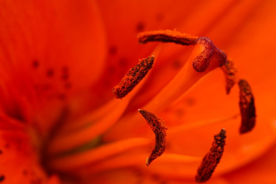 Fotografie