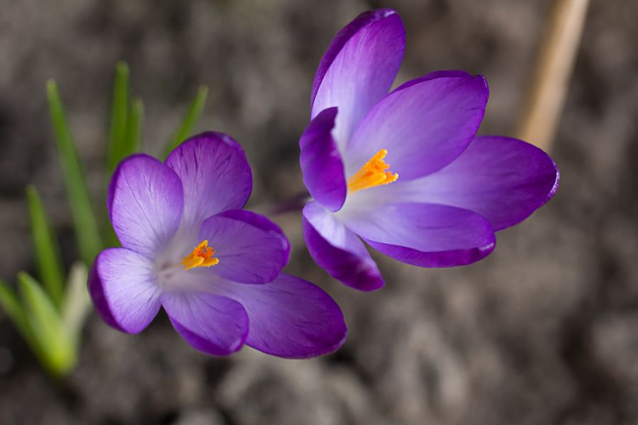 Fotografie