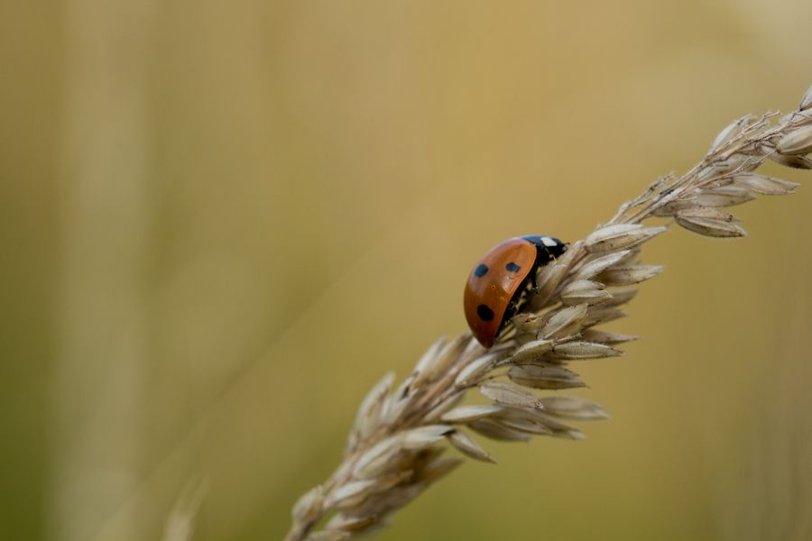 Fotografie