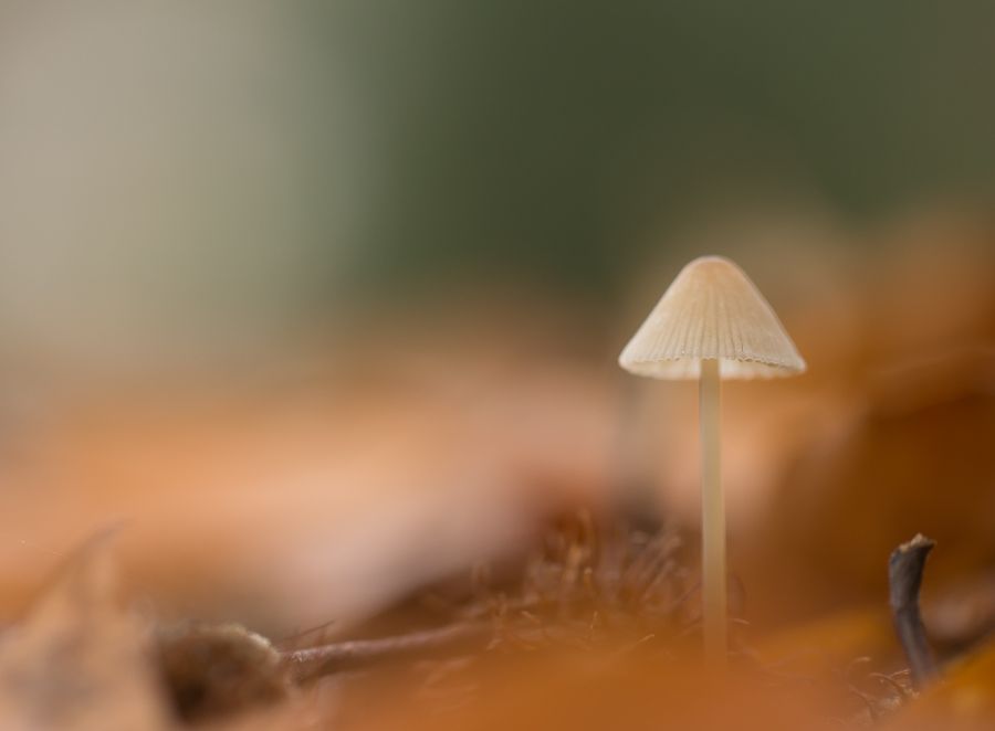 Fotografie