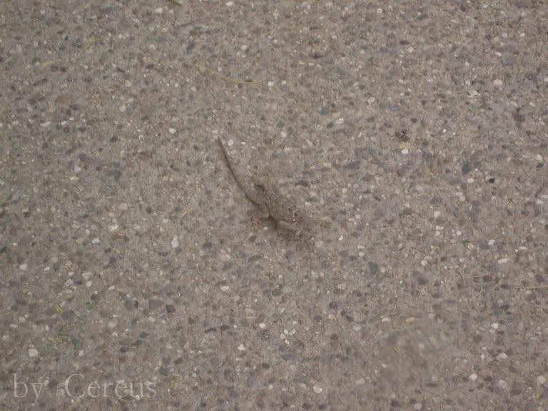lizard blending in sand