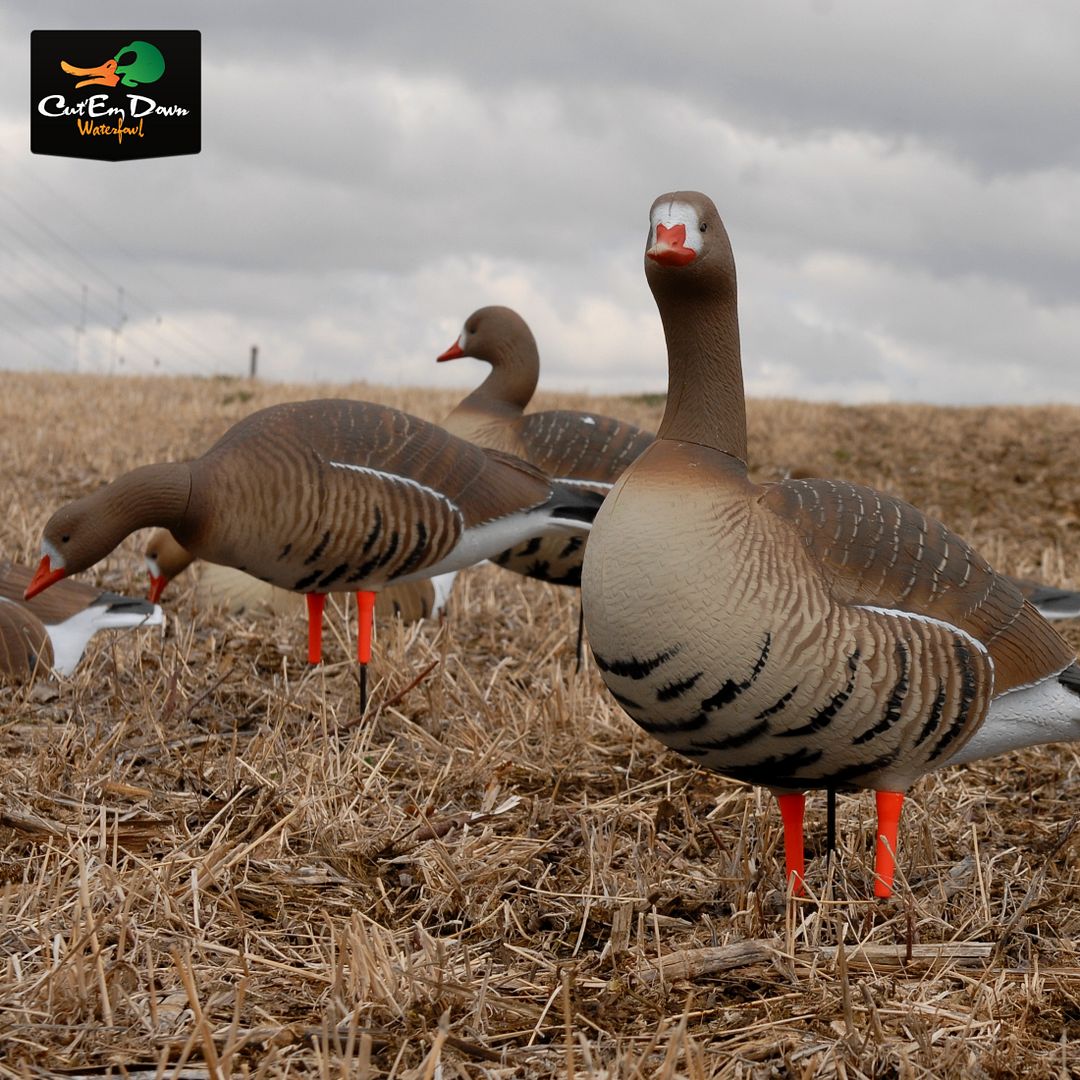 AVERY GREENHEAD GEAR GHG PROGRADE FB SPECKLEBELLY GOOSE DECOYS
