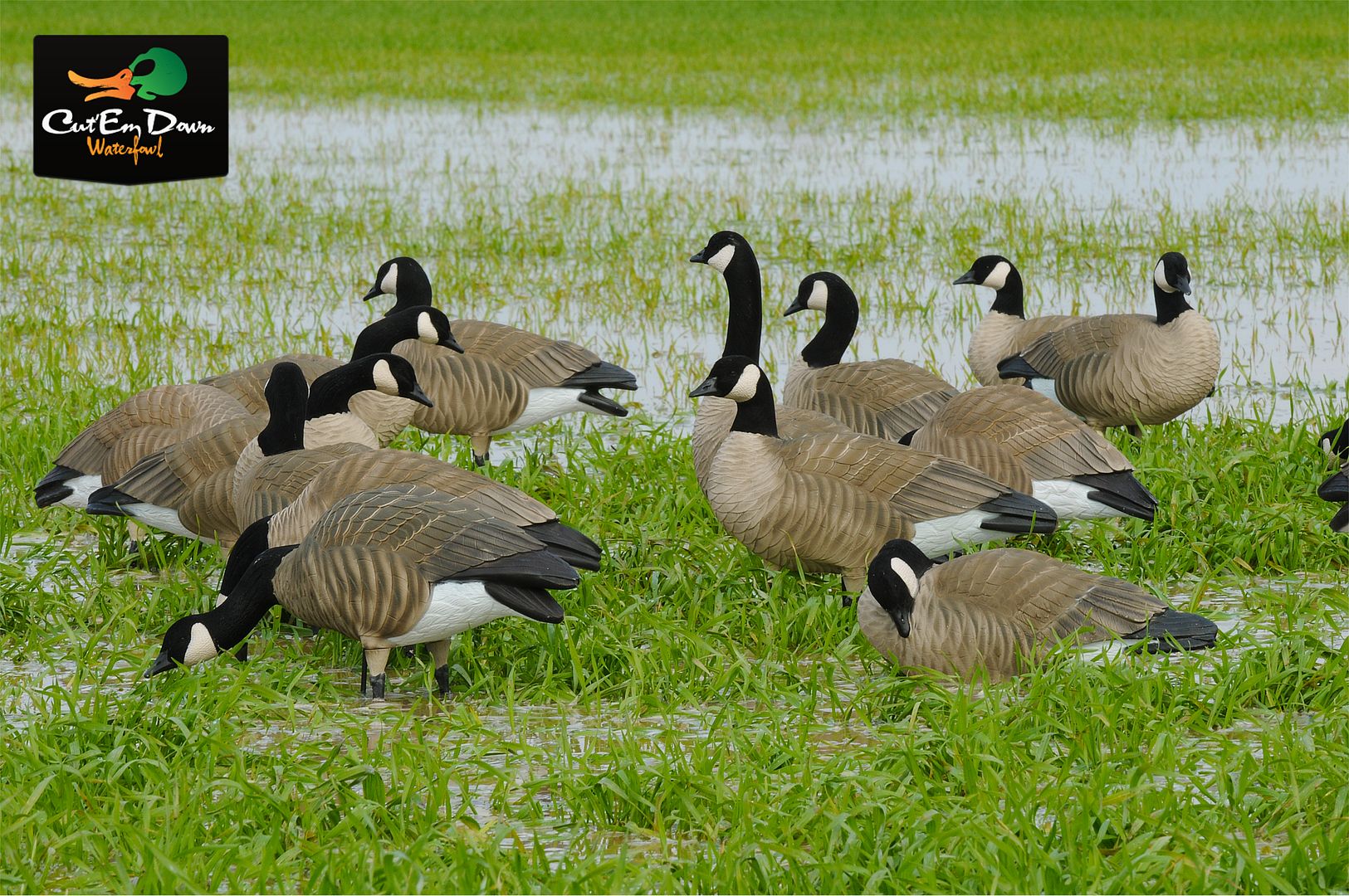 AVERY GREENHEAD GEAR GHG TIM NEWBOLD LESSER CANADA GOOSE ACTIVE PACK 6