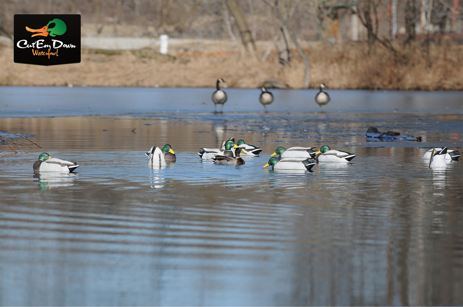 AVERY GREENHEAD GEAR GHG PRO GRADE JANUARY MALLARD SLEEPER DUCK DECOYS