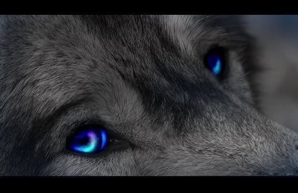 Wolf eyes. Pictures, Images and Photos