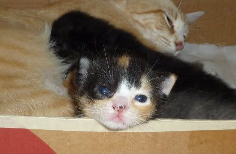 Calico, 16 days old