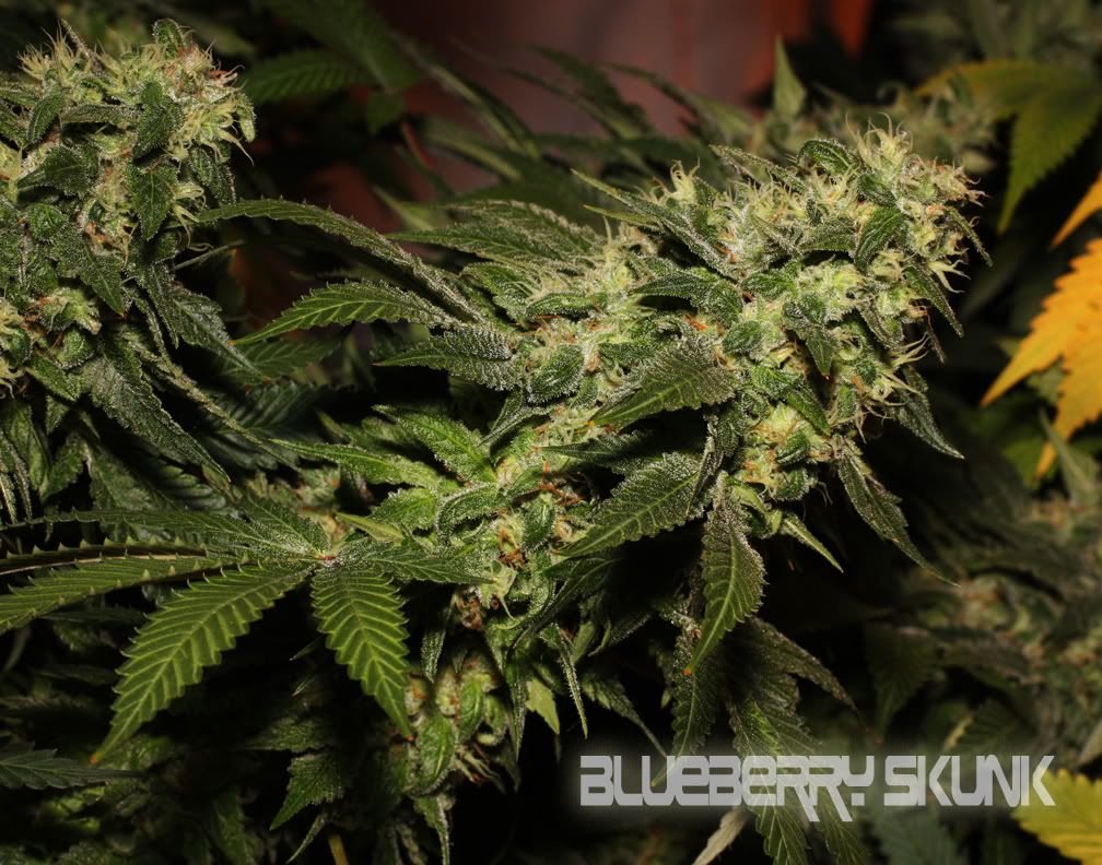 BlueberrySkunk-1.jpg