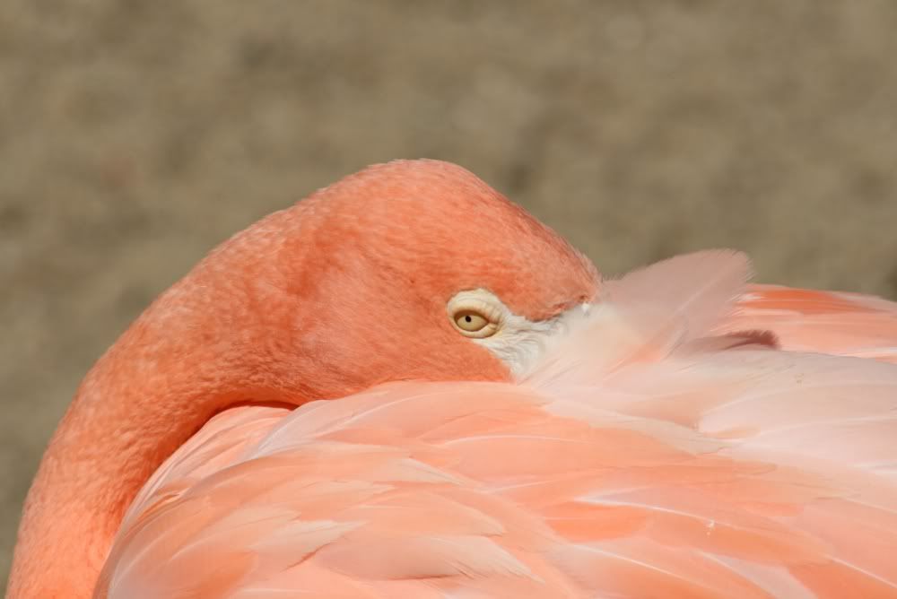 18IMG_3896Flamingo.jpg