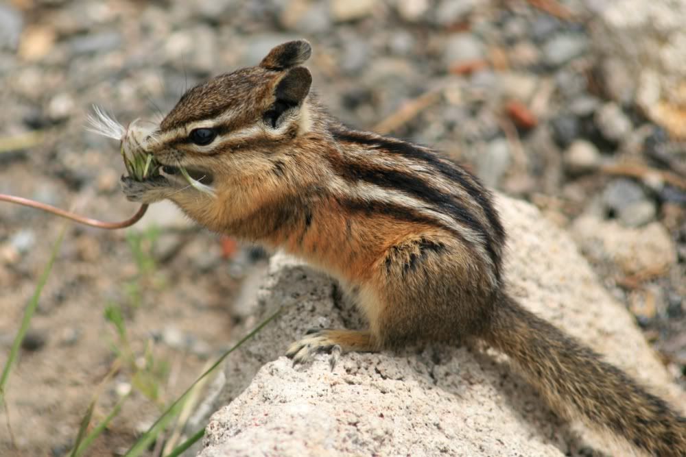 79IMG_5257Chipmunk.jpg