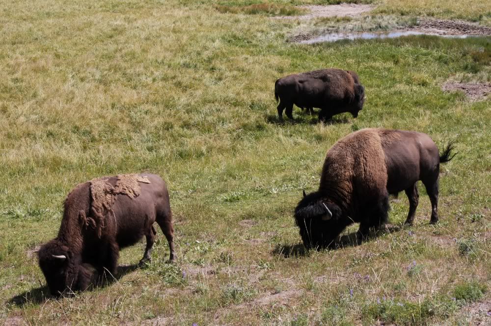 81cIMG_0480Bisons.jpg