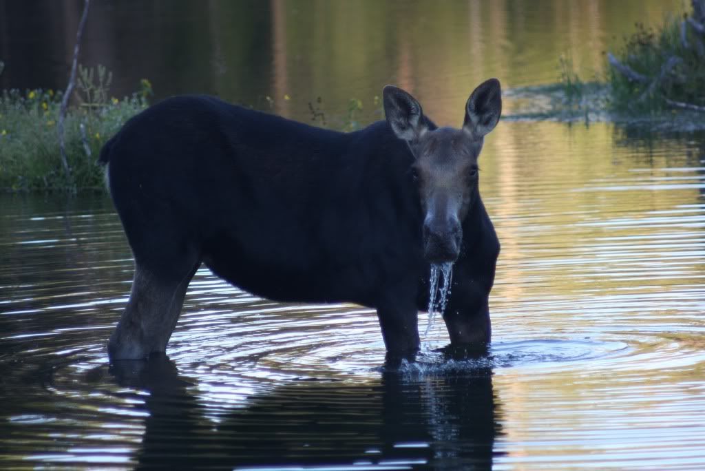 90IMG_5681Moose.jpg