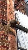Squirrel!