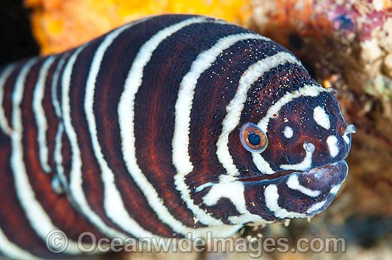 zebra-moray-eel.jpg