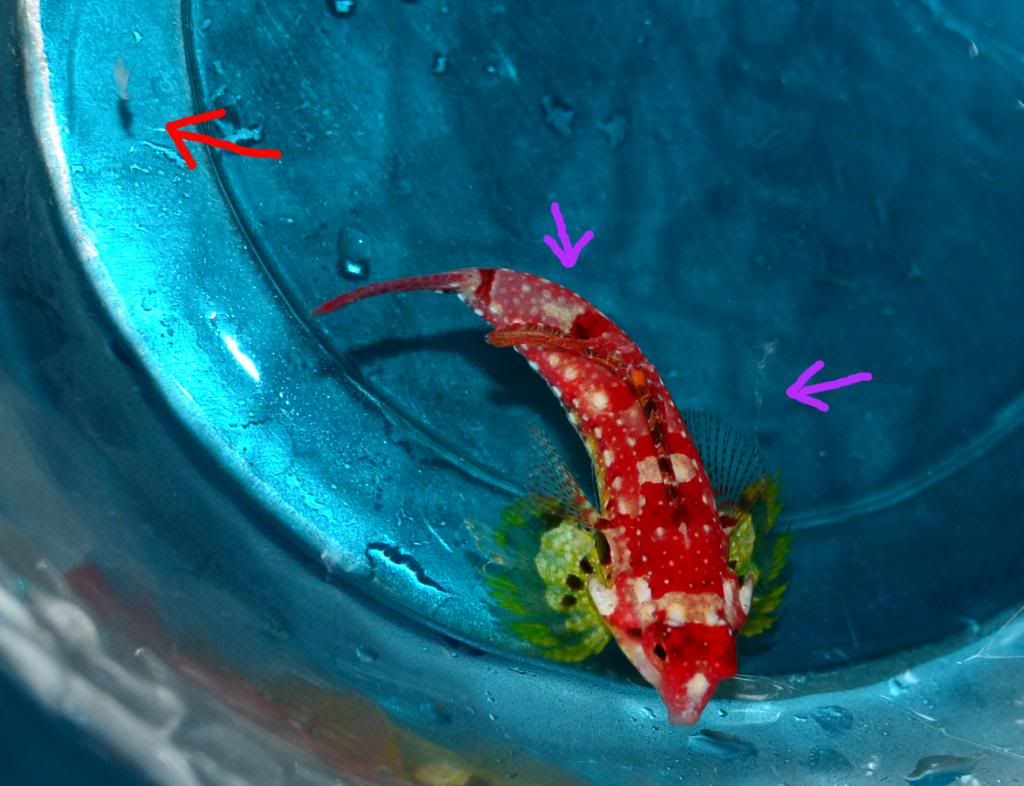 Flukes? reef tank & pod cultures Reef Central Online Community