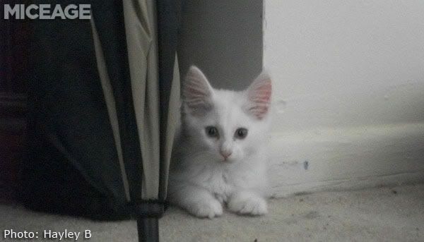 Micechat Round up