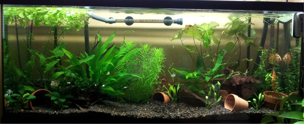 Open bottom fish tank