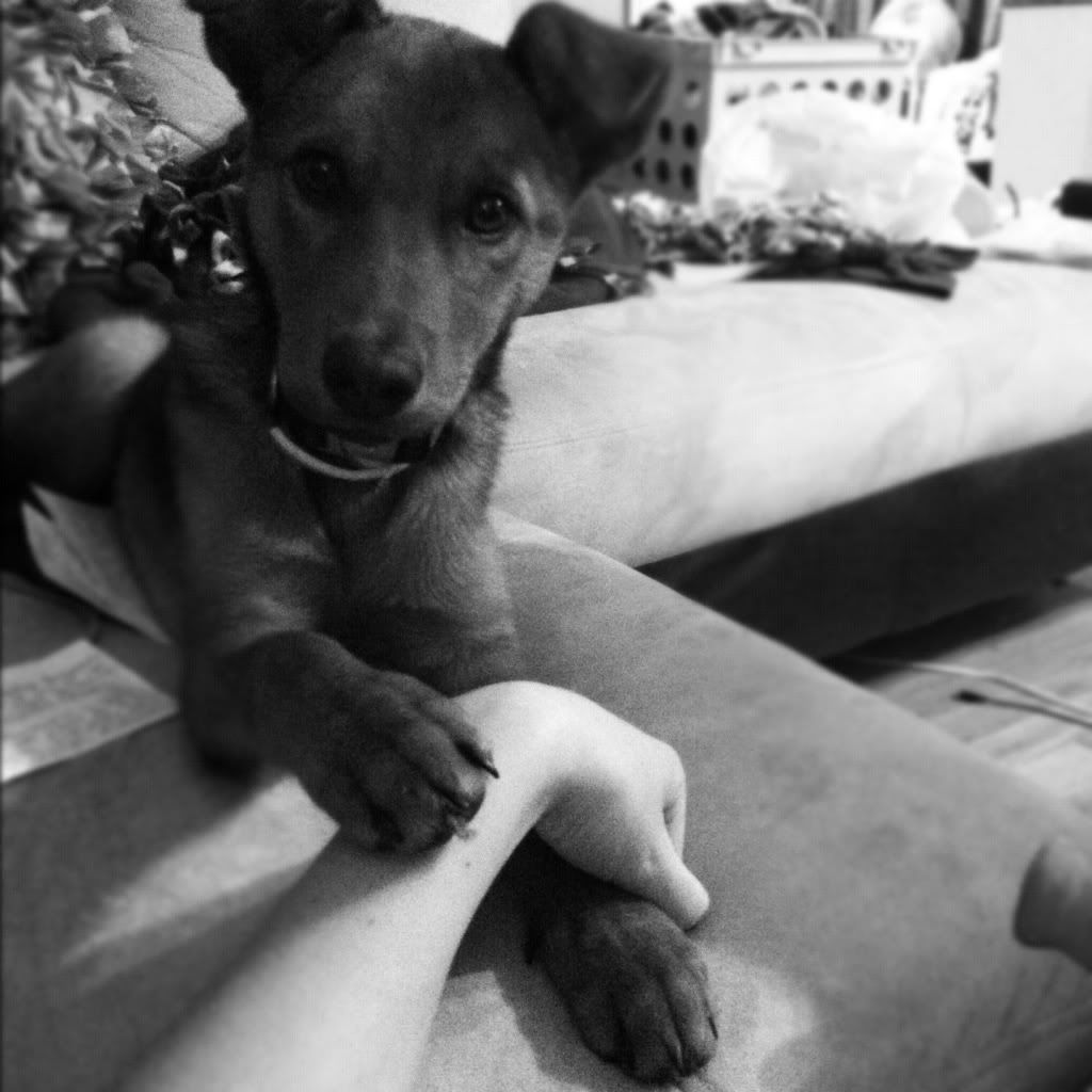 puppy
