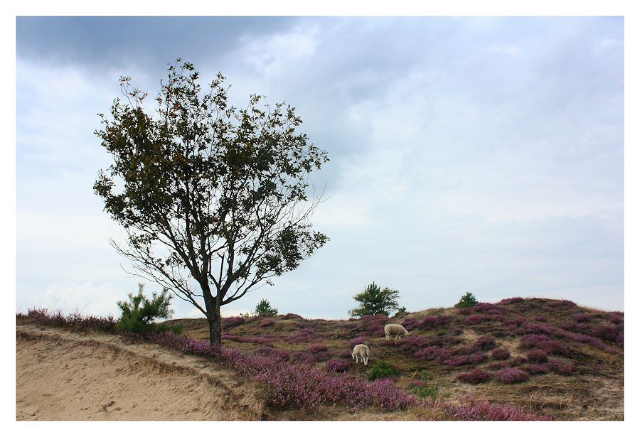 Fotografie