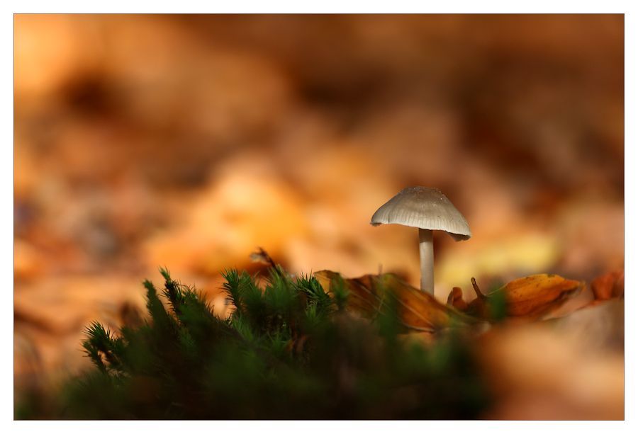 Fotografie