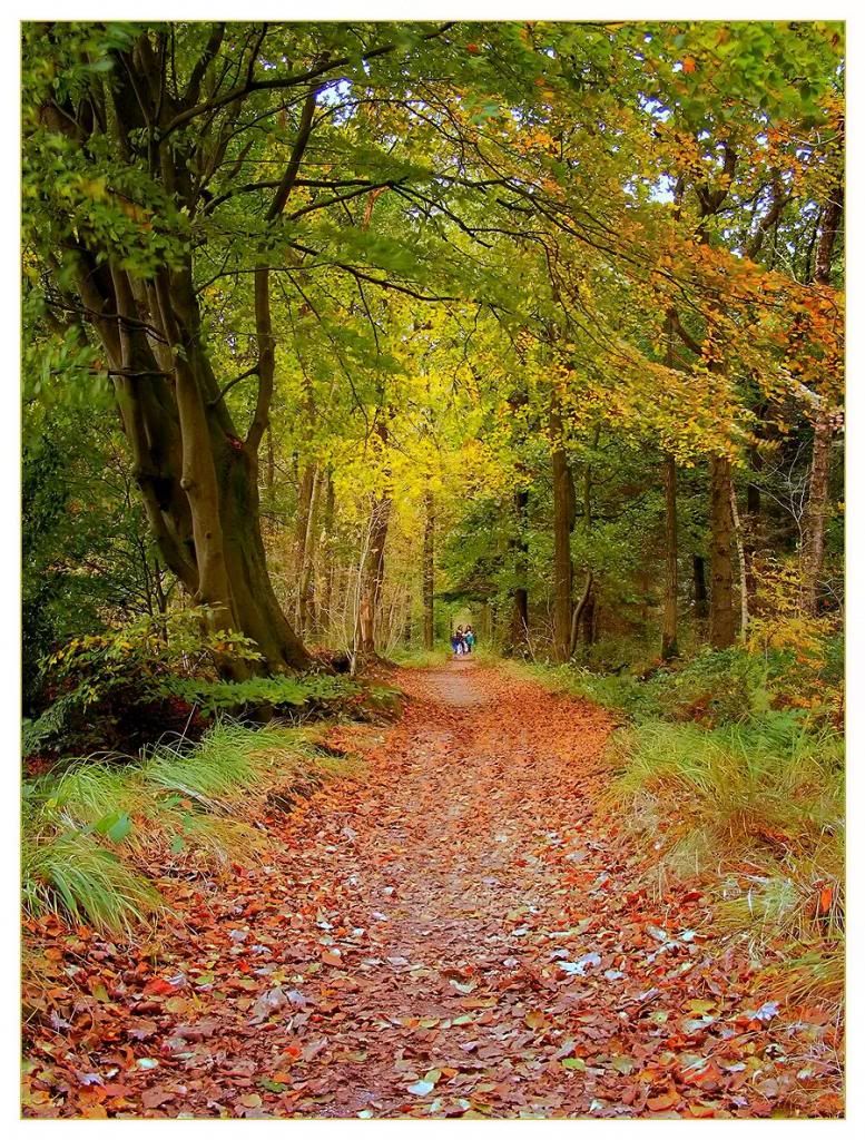 Fotografie