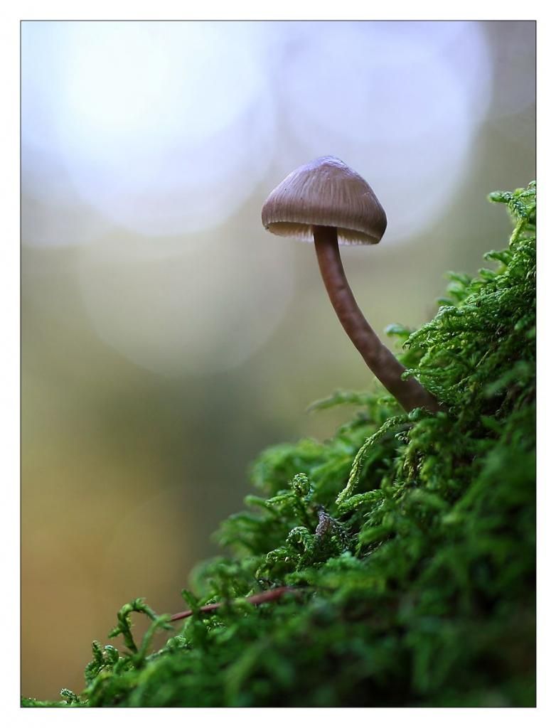 Fotografie