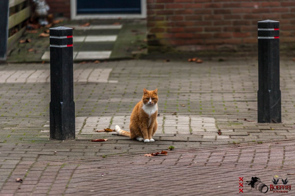 Fotografie