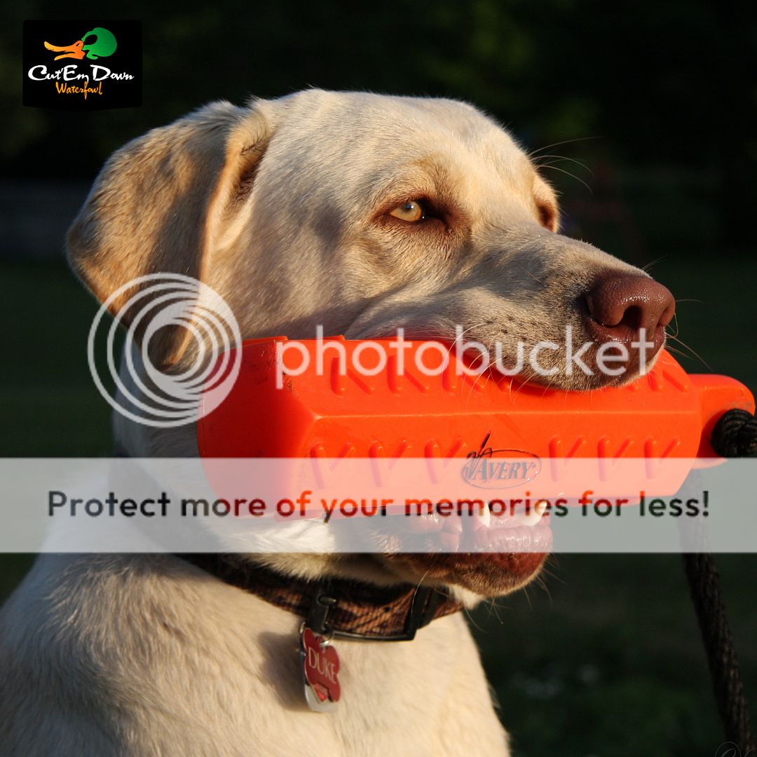 AVERY GREENHEAD GEAR GHG 3" ORANGE HEXABUMPER DOG TRAINING DUMMY