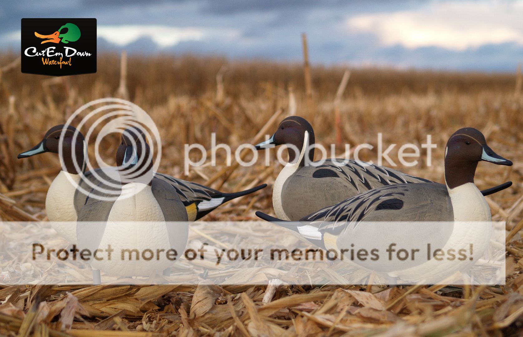 AVERY GREENHEAD GEAR GHG FULL BODY PINTAIL DUCK DECOYS 4 DRAKES eBay