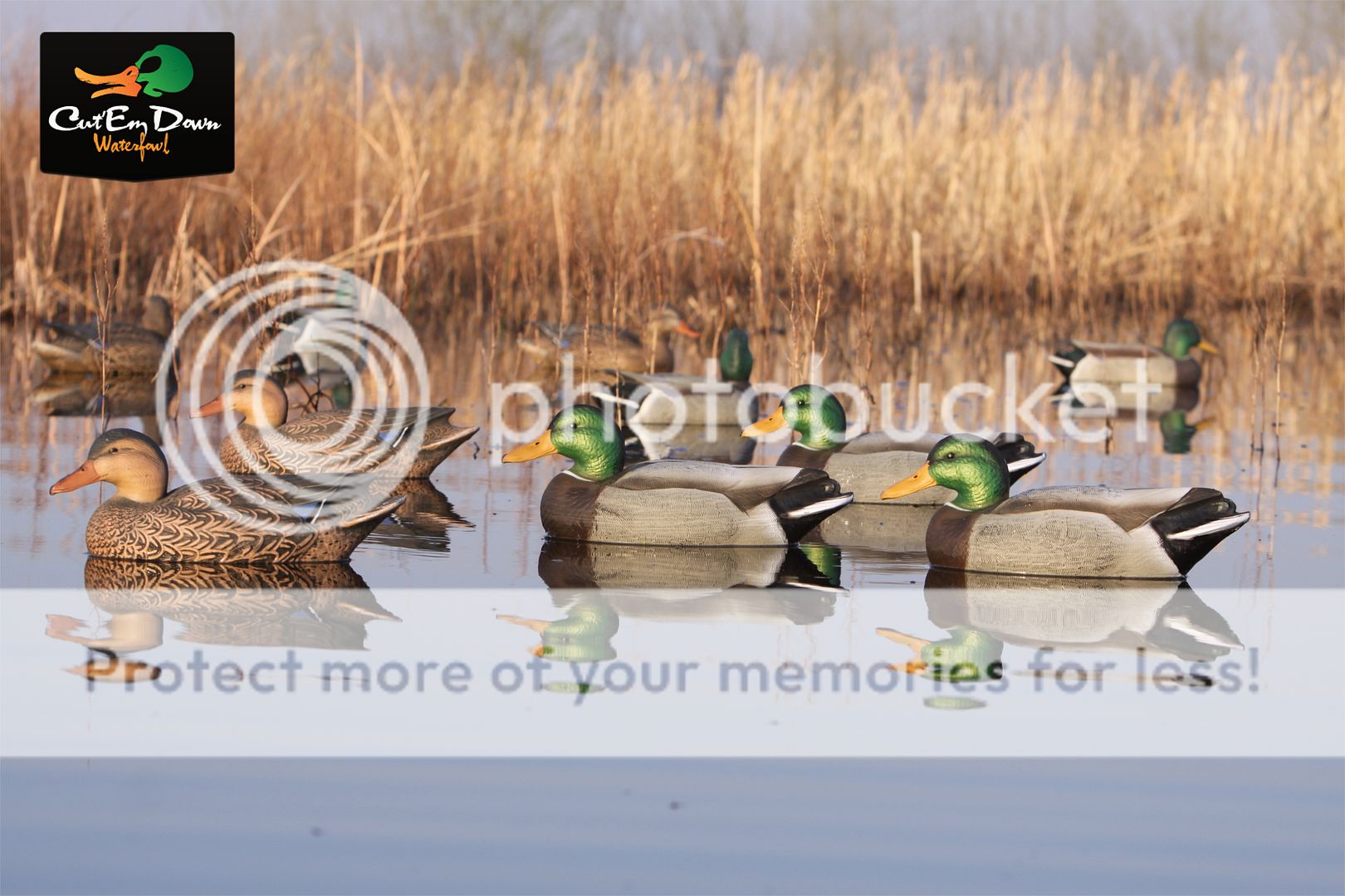 Avery Greenhead Gear GHG Dog Training ATB EZ Bird Wood Duck Dummy Bumper | Acquisti Online Su - Foto 4