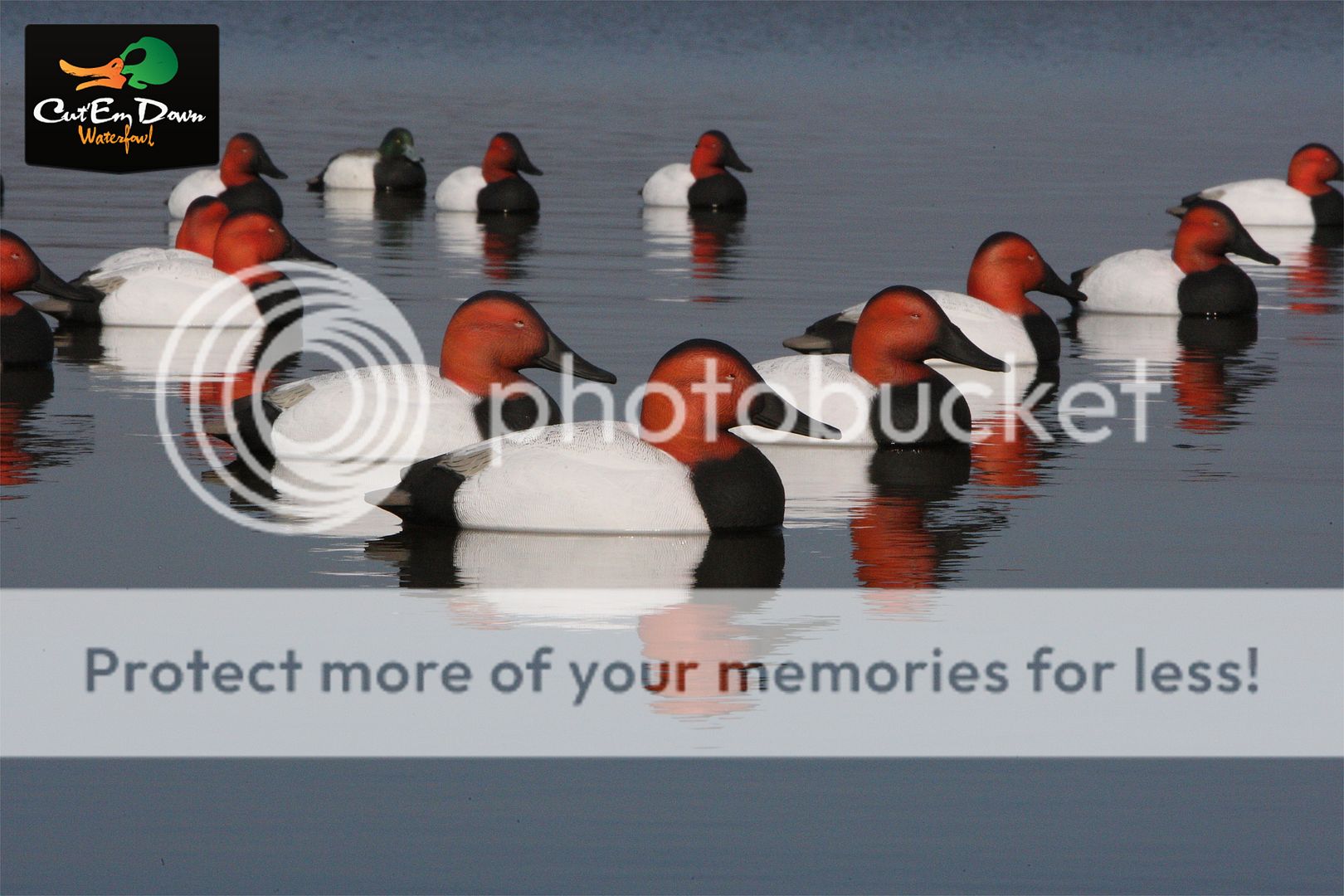 AVERY GREENHEAD GEAR GHG OVERSIZE CANVASBACK DRAKE DUCK DECOYS FIXED