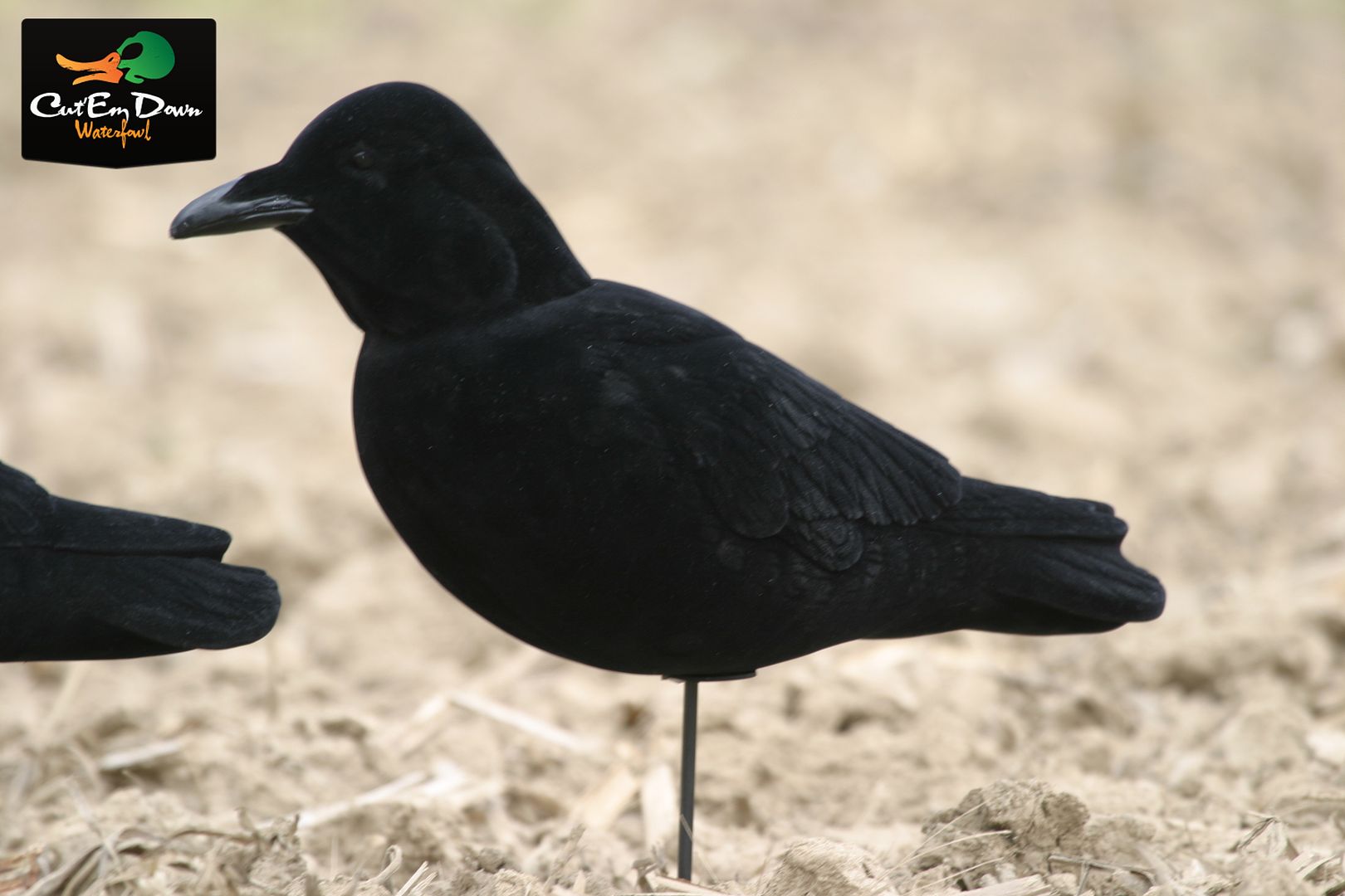 Crow body