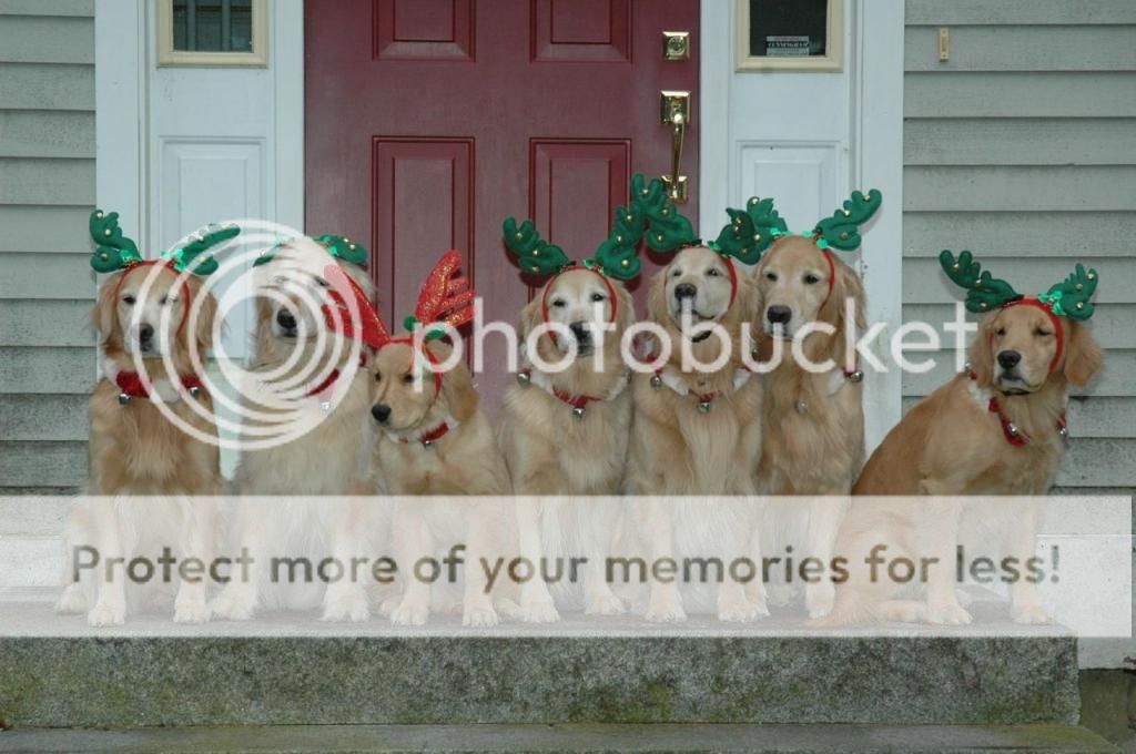 Happy Holidays From The Celebration Gang 2012 | Golden Retriever Dog Forums