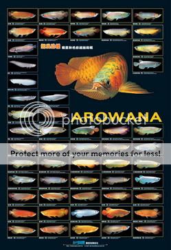 AZOO Generation OF AROWANA FISH AQUARIUM Poster  